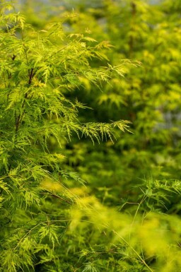 Acer palmatum 'Seiryu' C7,5 80-100