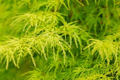 Acer palmatum 'Seiryu' C7,5 80-100