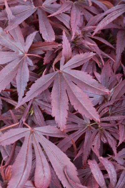 Acer palmatum 'Shaina' C3 30-40