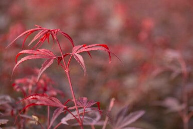 Acer palmatum 'Shaina' C3 30-40