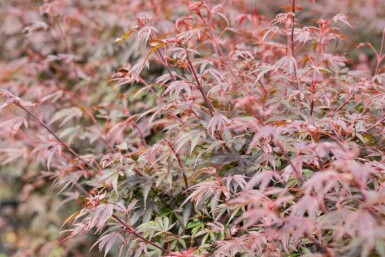 Acer palmatum 'Shaina' C3 30-40
