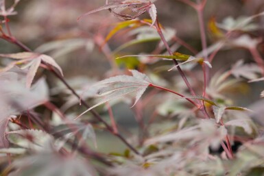 Acer palmatum 'Shaina' C3 30-40