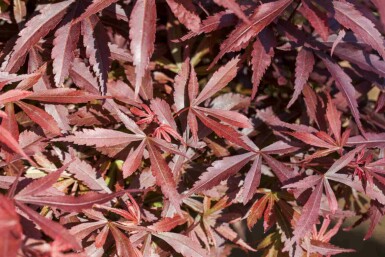 Acer palmatum 'Shaina' C3 30-40