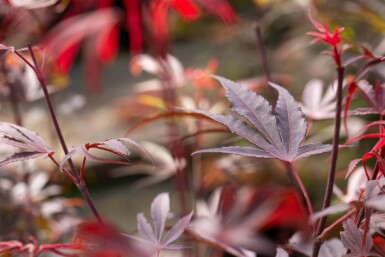 Acer palmatum 'Shaina' C3 30-40