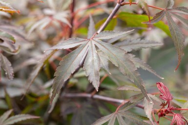 Acer palmatum 'Shaina' C5 50-60