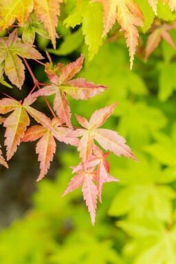 Acer palmatum 'Summer Gold' C7,5 80-100