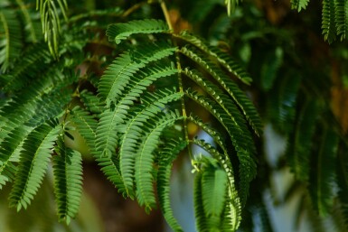 Albizia julibrissin C7,5 50-60