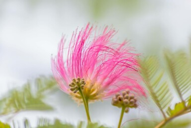Albizia julibrissin C7,5 50-60
