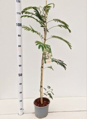 Albizia julibrissin buske 100-125 cm