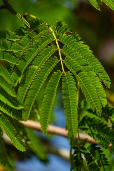 Albizia julibrissin 'Ombrella' C3 80-100
