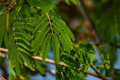 Albizia julibrissin 'Ombrella' C3 80-100