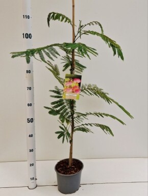 Albizia julibrissin 'Ombrella' buske 80-100 cm