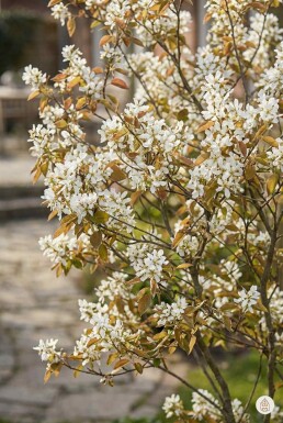 Amelanchier lamarckii buske 125-150 cm