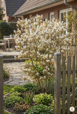 Amelanchier lamarckii buske 150-175 cm