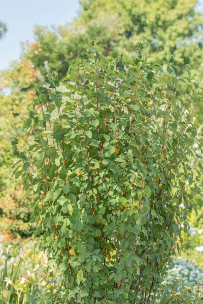 Amelanchier alnifolia 'Obelisk' C3 60-80