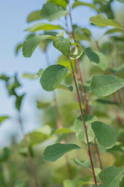 Amelanchier alnifolia 'Obelisk' C3 60-80