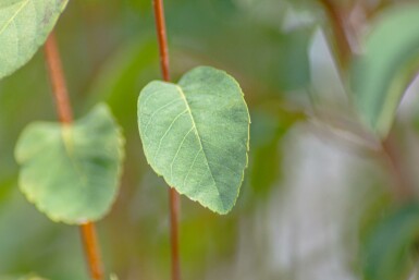 Amelanchier alnifolia 'Obelisk' C3 60-80