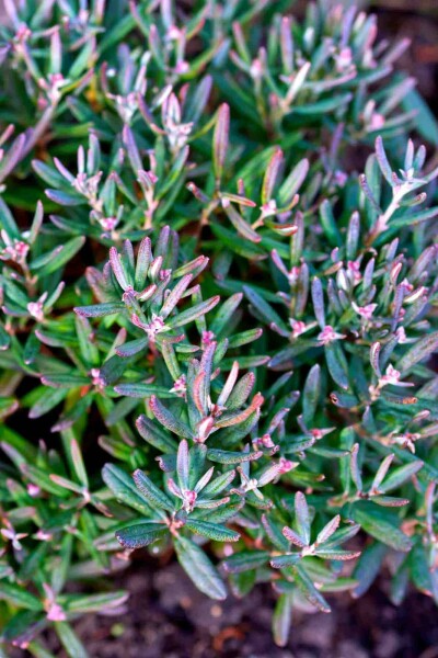 Andromeda polifolia 'Blue Ice' C5 25-30
