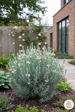 Andromeda polifolia 'Blue Lagoon' buske 20-25 cm