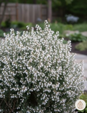Andromeda polifolia 'Compacta' buske 20-25 cm