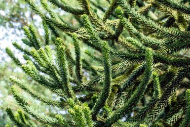 Araucaria araucana C3 20-25