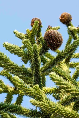 Araucaria araucana C3 20-25