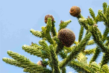 Araucaria araucana C3 20-25