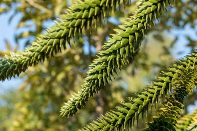 Araucaria araucana C3 20-25