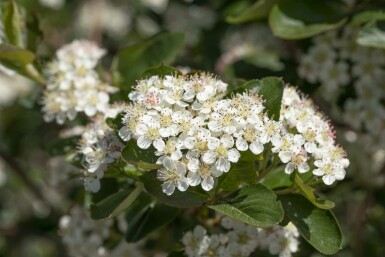 Aronia prunifolia 'Viking' C5 60-80