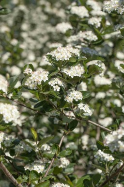 Aronia prunifolia 'Viking' C5 60-80