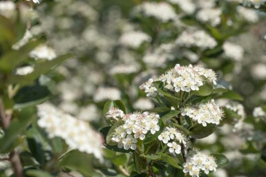 Aronia prunifolia 'Viking' C5 60-80