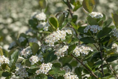 Aronia prunifolia 'Viking' C5 60-80