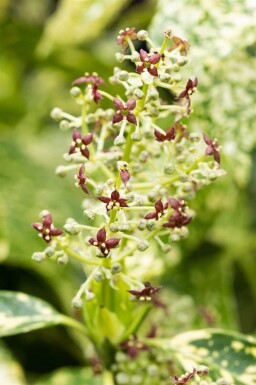 Aucuba japonica 'Crotonifolia' C5 30-45