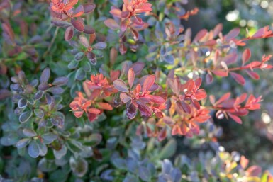 Häckberberis Berberis thunbergii 'Bagatelle' buske Berberis thunbergii 'Bagatelle' buske