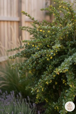 Berberis verruculosa buske 30-40 cm