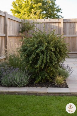 Berberis verruculosa buske 30-40 cm