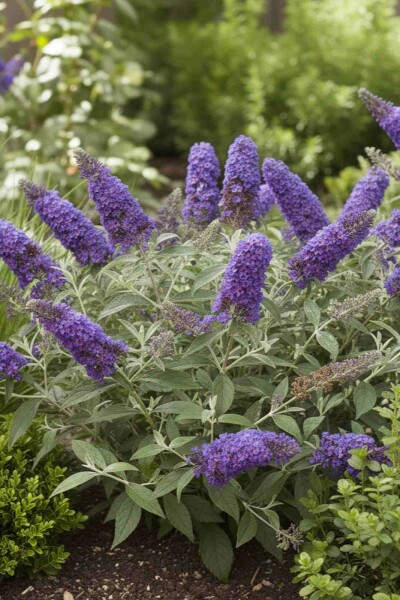 Buddleja davidii 'Free Petite Blue Heaven' buske 30-40 cm