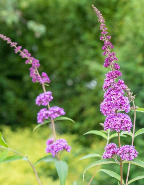 Buddleja davidii 'Ile de France' C2 30-40