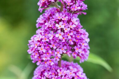 Buddleja davidii 'Ile de France' C2 30-40