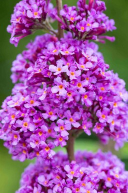 Buddleja davidii 'Ile de France' C2 30-40