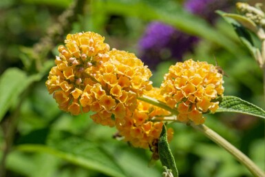 Buddleja weyeriana 'Sungold' C3 30-40