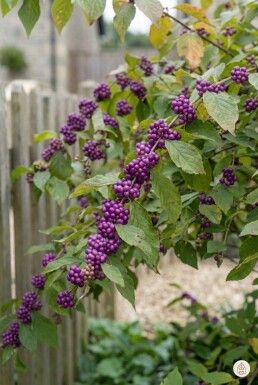Callicarpa bodinieri 'Profusion' buske 100-125 cm