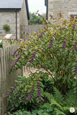 Callicarpa bodinieri 'Profusion' buske 125-150 cm