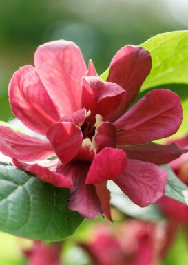 Kryddbuske Calycanthus 'Aphrodite' buske 40-50 C3 Calycanthus 'Aphrodite' buske 40-50 cm