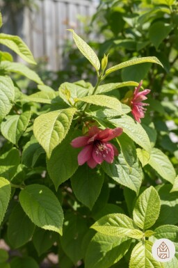 Calycanthus floridus buske 25-30 cm