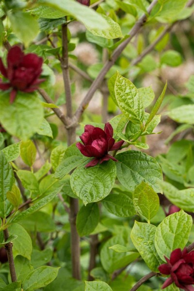 Calycanthus 'Hartlage Wine' C3 40-50