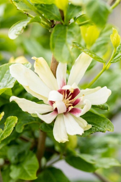 Calycanthus 'Venus' C10 60-80
