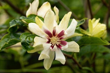 Calycanthus 'Venus' C10 60-80