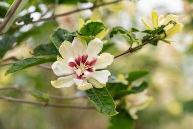 Calycanthus 'Venus' C10 60-80