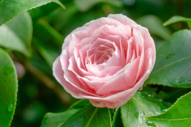 Camellia japonica 'Bonomiana' C3 30-40